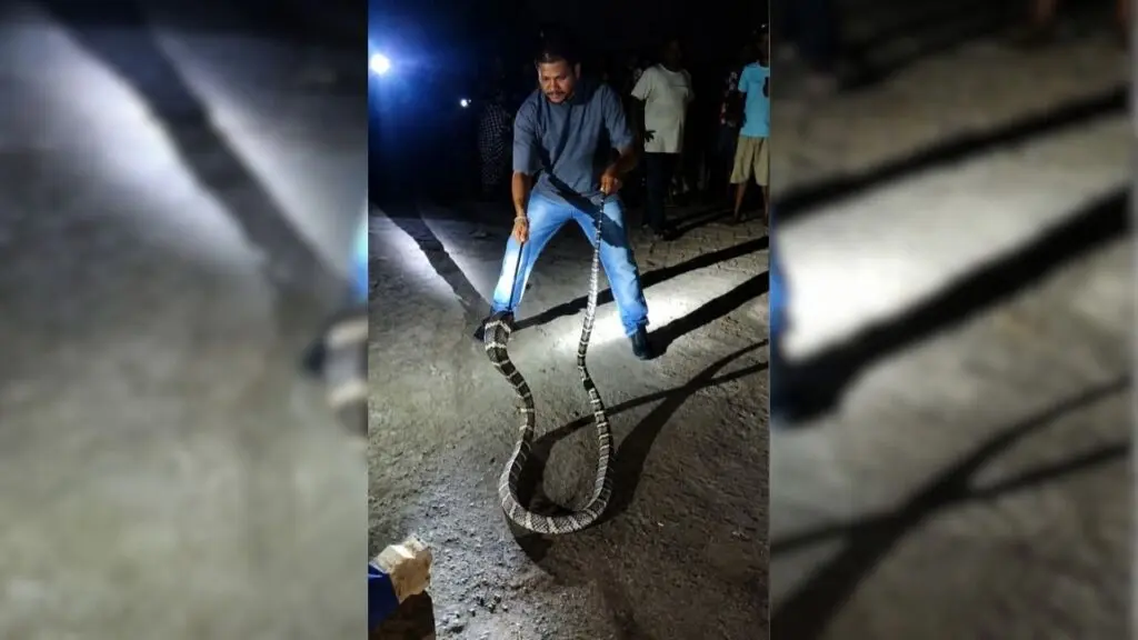 9-foot king cobra that swallowed another snake rescued in Odisha