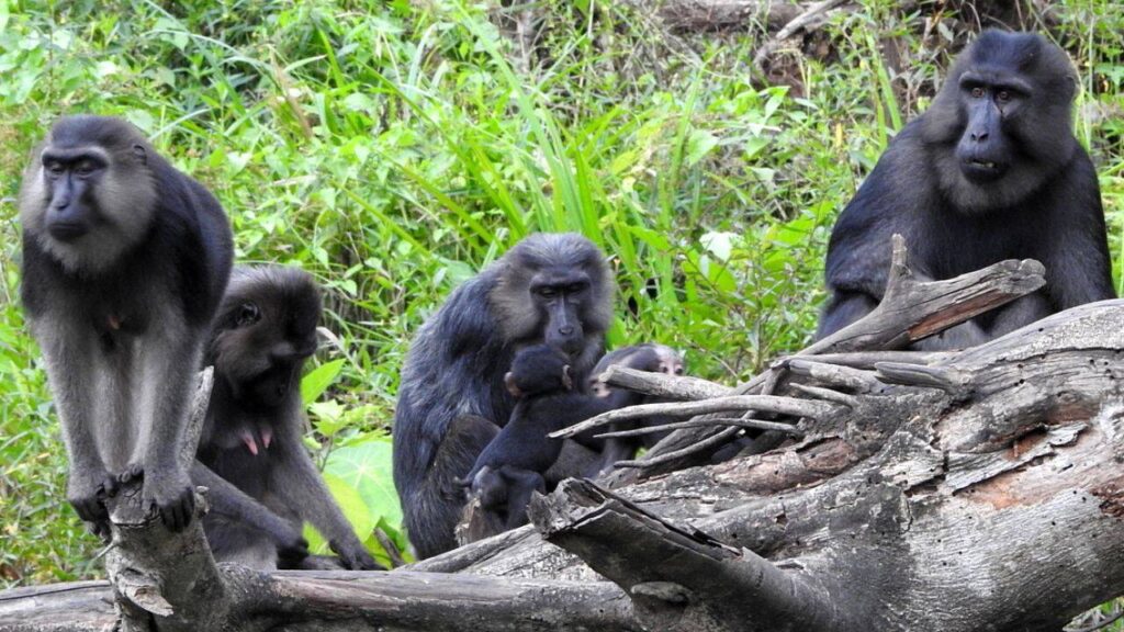 Review finds 427 cases of primates bonding with other animals
