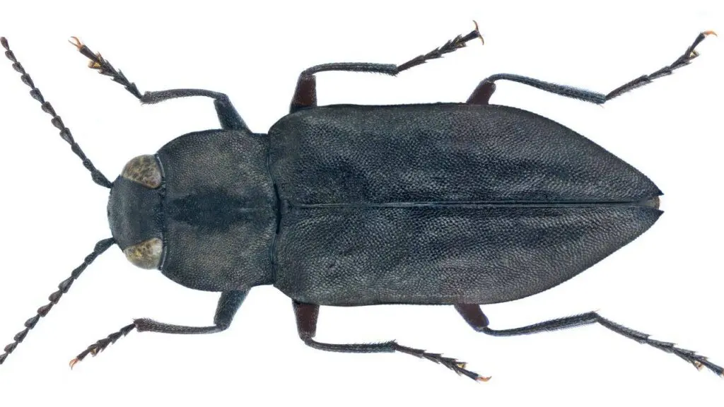 Black pine jewel beetle flies 130 km to detect forest fires