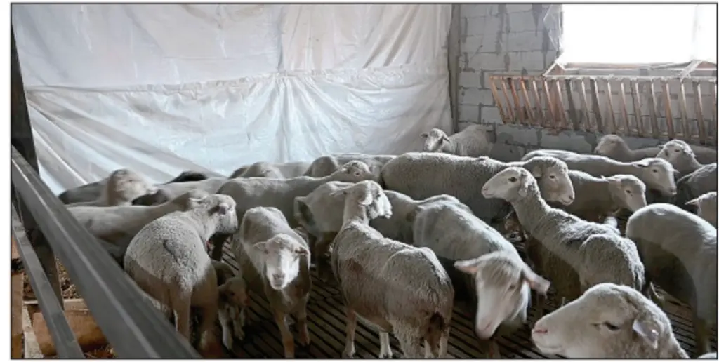 Budgam panel clears 180 sheep husbandry cases