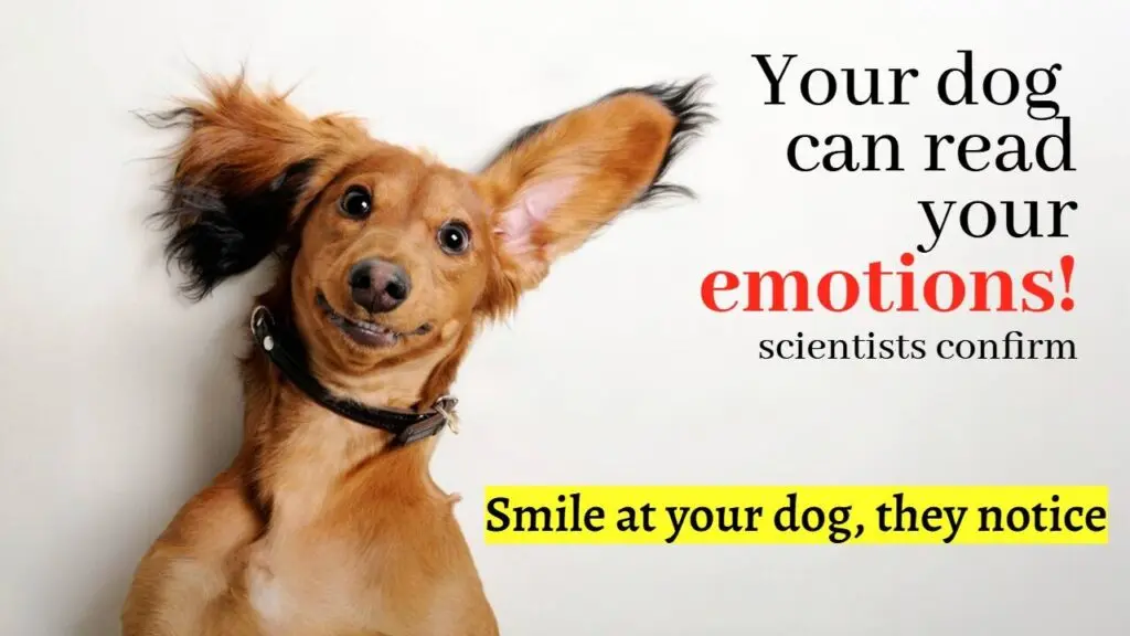 Dogs can distinguish human emotions, brain scans confirm
