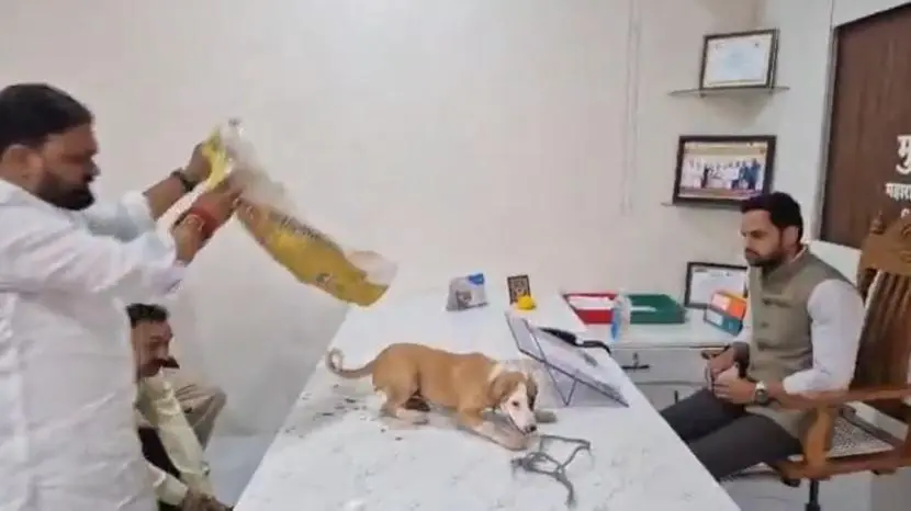 Puppies placed on official's desk in Nashik stray dog protest
