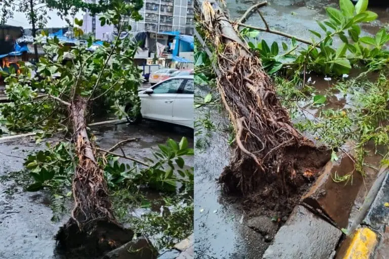 Mumbai tree falls spike to 855 in 2025, experts blame concretisation