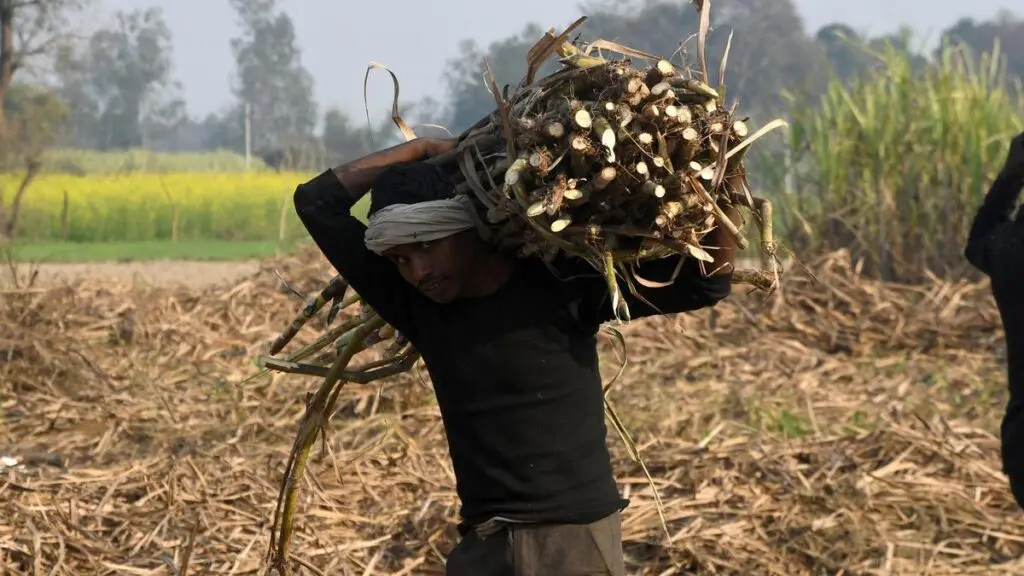 UP sugarcane acreage dips 1.6% in top districts, output at risk