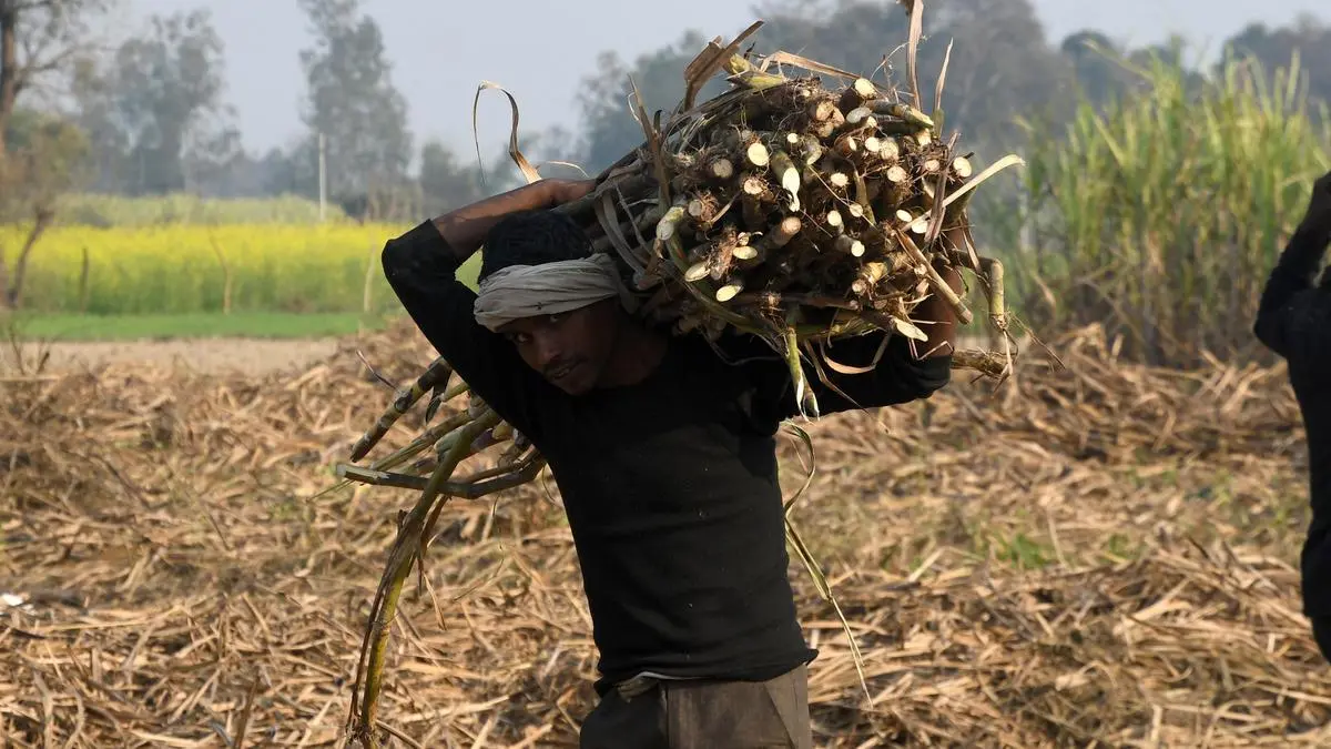 UP sugarcane acreage dips 1.6% in top districts, output at risk