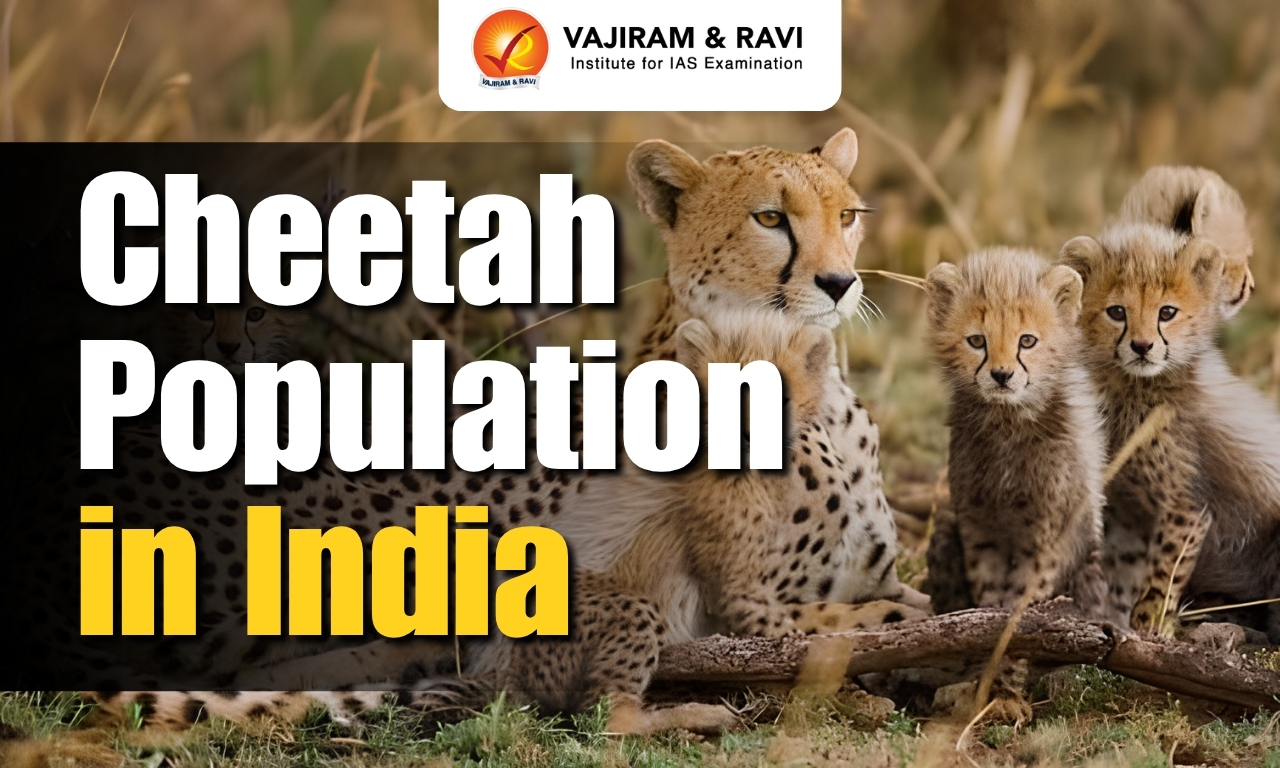 Project Cheetah: 52 now in India, 32 born here in four years