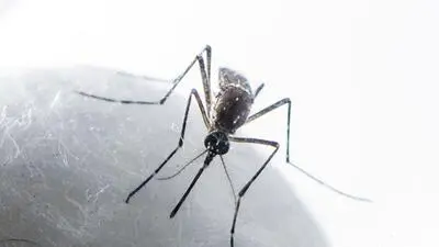 Prayagraj dengue tally reaches 49, Lucknow on alert after rains