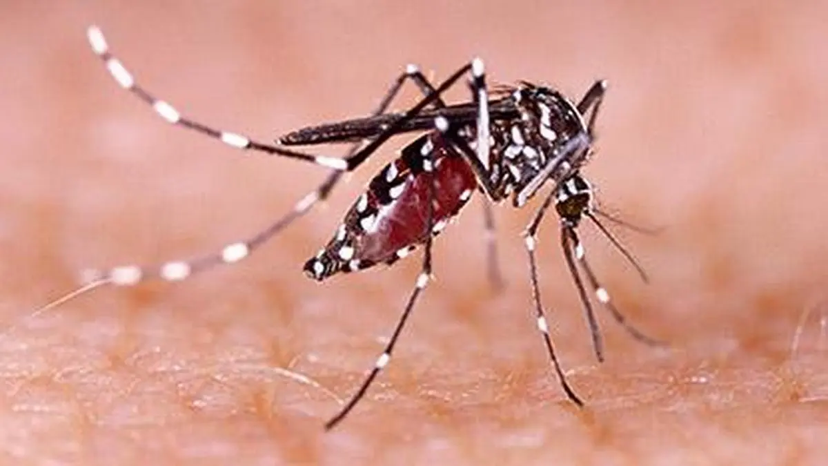 Dengue and flu cases rise in Chennai and Kerala