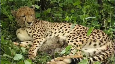 Kuno cheetah gives birth to four cubs, India count rises to 36