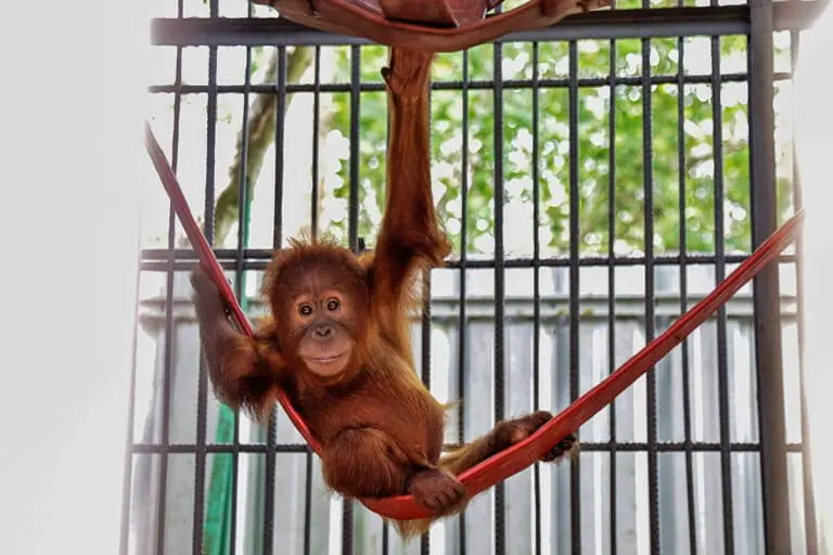 Five orangutans found in Odisha face long repatriation to Indonesia