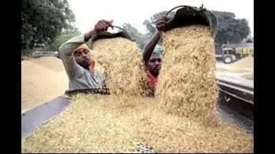 Haryana paddy procurement to start after crop verification