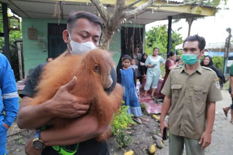 Five orangutan infants found in Odisha highlight India's role in primate trade