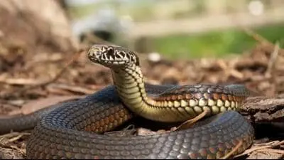 Anti-snake venom saves 473 lives in Haryana this year