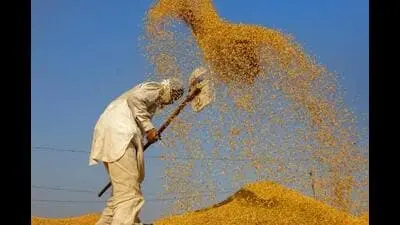 Punjab paddy procurement from Oct 1 amid 280 lakh tonne backlog