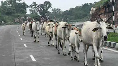Govt issues SOP to penalise owners for stray cattle on highways