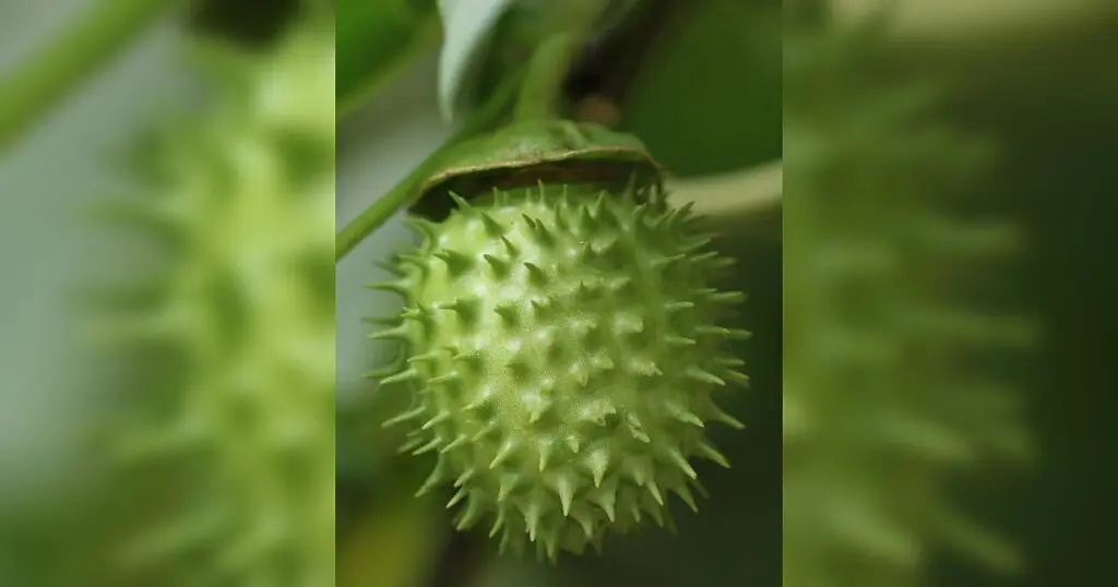 Datura overdose hospitalises Bengaluru man after 10-minute delivery