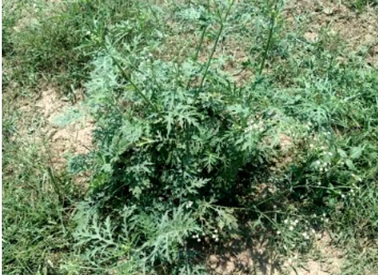 SKUAST-K warns farmers after invasive weed spotted in Srinagar