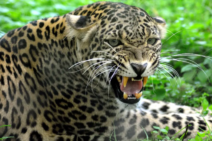 Leopard critically injures boy at Valparai tea estate