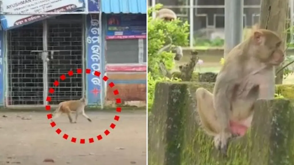 Over 30 bitten as monkey menace grips two Keonjhar villages