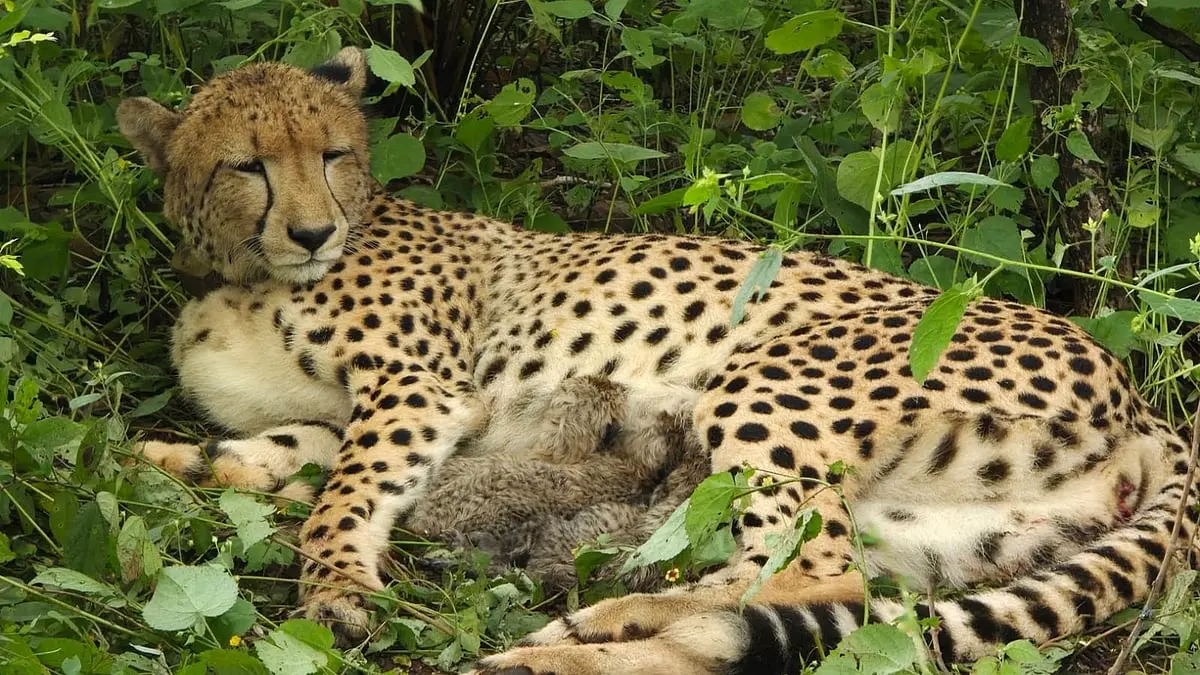 Indian-born cheetah KGP12 gives birth to four cubs at Kuno