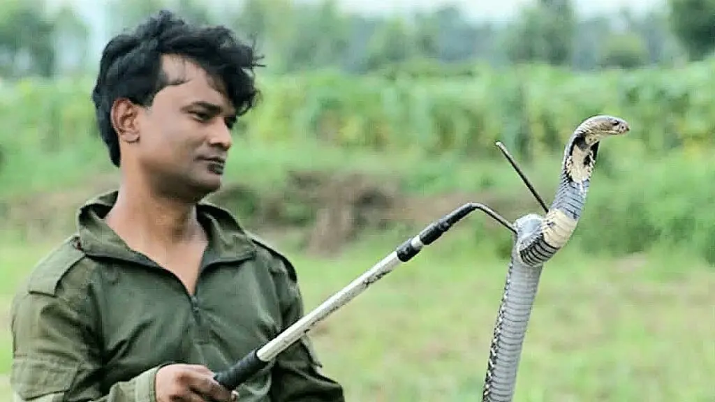 Dehradun outskirts see 542 snakes rescued, 112 venomous this year