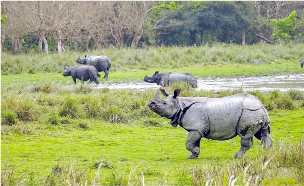 India, Bhutan need joint rhino plan as Manas rhinos cross border