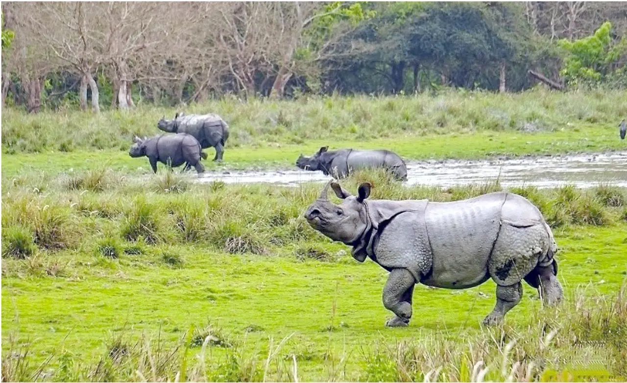 India, Bhutan need joint rhino plan as Manas rhinos cross border