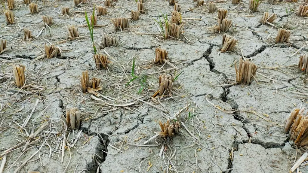 Maharashtra declares drought in 265 talukas, 74% of state