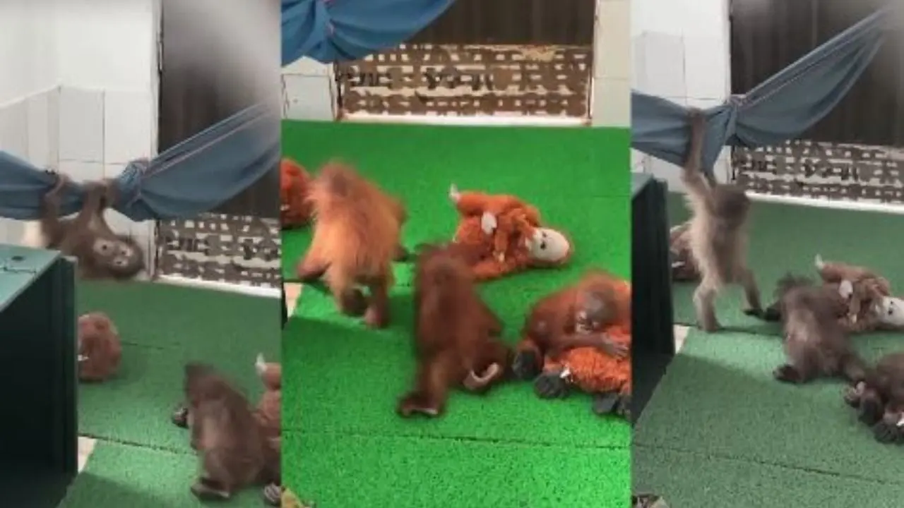 Odisha forms panel for 5 rescued orangutans amid trafficking probe