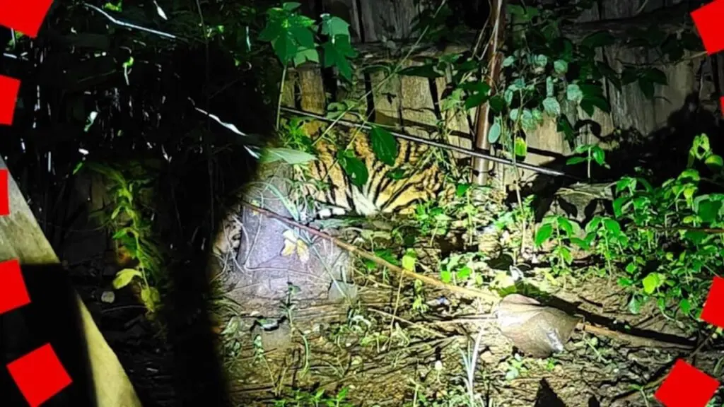 Royal Bengal Tiger spotted in Odisha village, forest team deployed