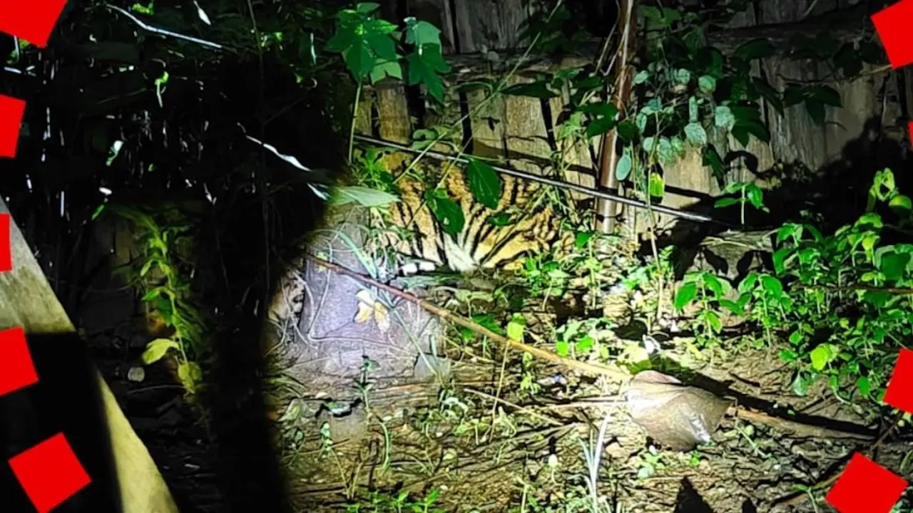 Royal Bengal tiger cub rescued from Odisha village