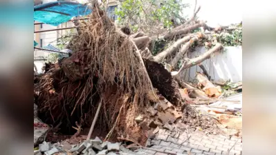 Karnataka HC awards Rs 2.77 crore to man paralysed by tree branch