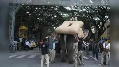 Tusker Mahendra dropped from Dasara howdah race after rehearsal failure