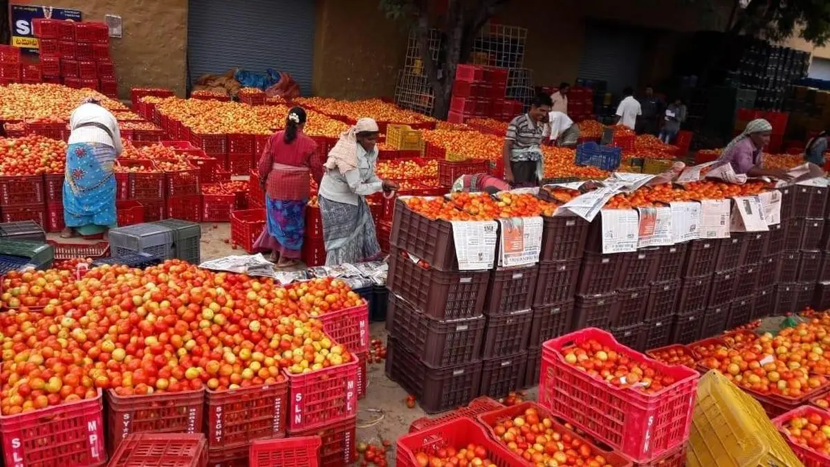 Tomato prices rise as arrivals slump at Madanapalle market