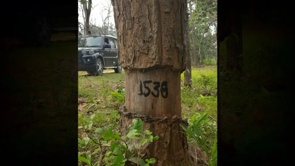 Chhattisgarh ropes in tree doctor to save 500 girdled trees in tiger reserve