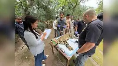 Junnar forest division launches India's first leopard immunocontraception trial