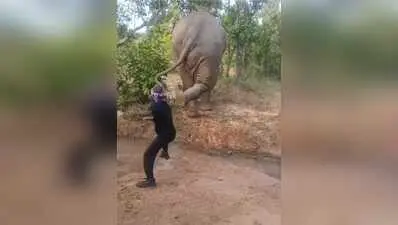 Two held for harassing wild elephant in Keonjhar reserve forest
