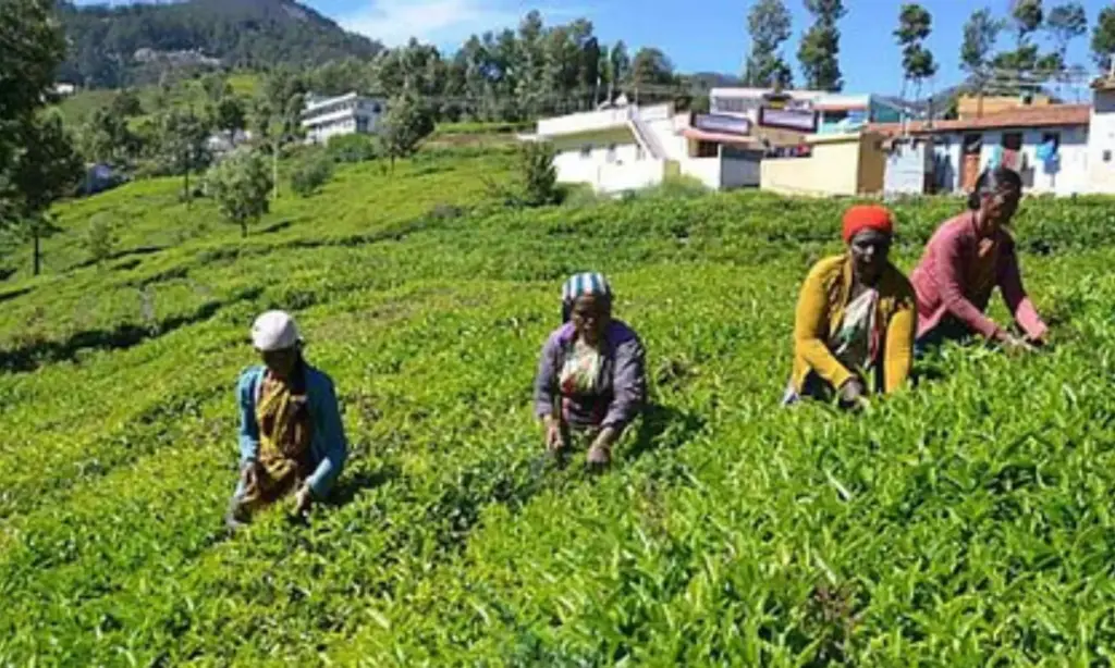 FSSAI proposes science-based pesticide residue limits for tea