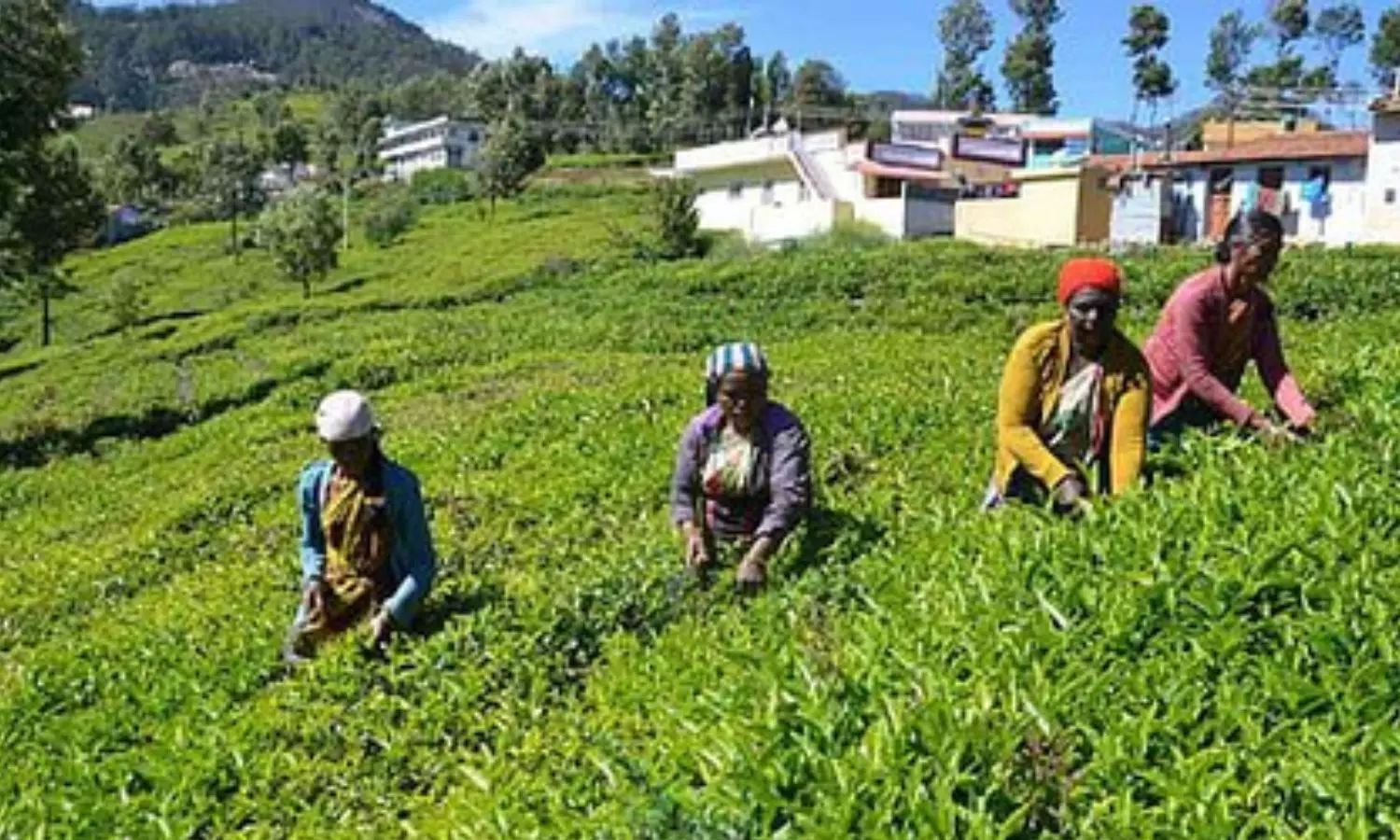 FSSAI proposes science-based pesticide residue limits for tea