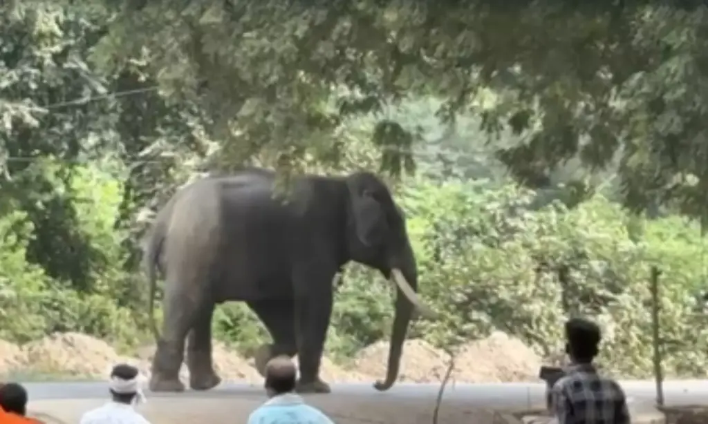 Elephant goes berserk in Varanasi, mahout injured, over 200 deployed