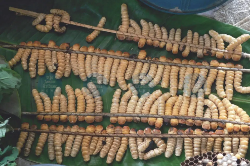 Study details 75 edible beetle species in Northeast India