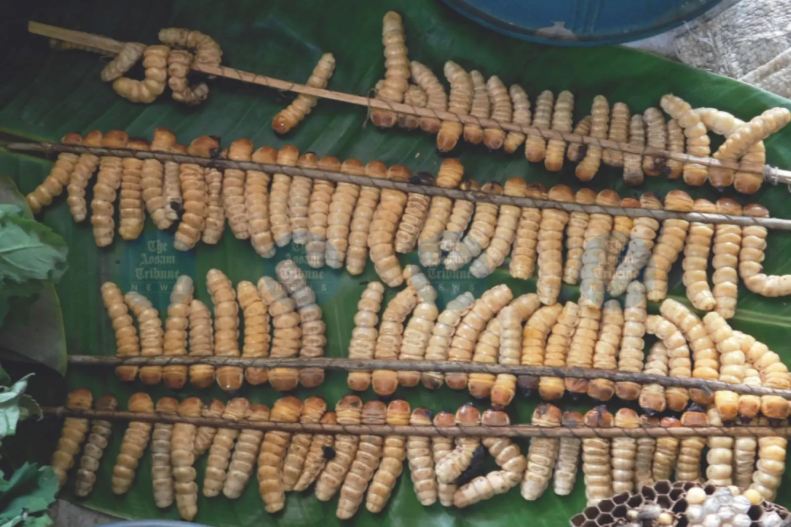Study details 75 edible beetle species in Northeast India