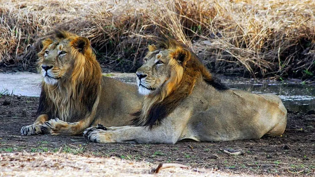 Barda sanctuary emerges as second home for Asiatic lions