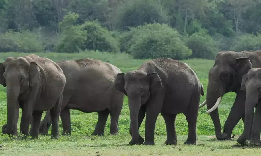 53 groups seek probe into transfer of Assam elephants to TN