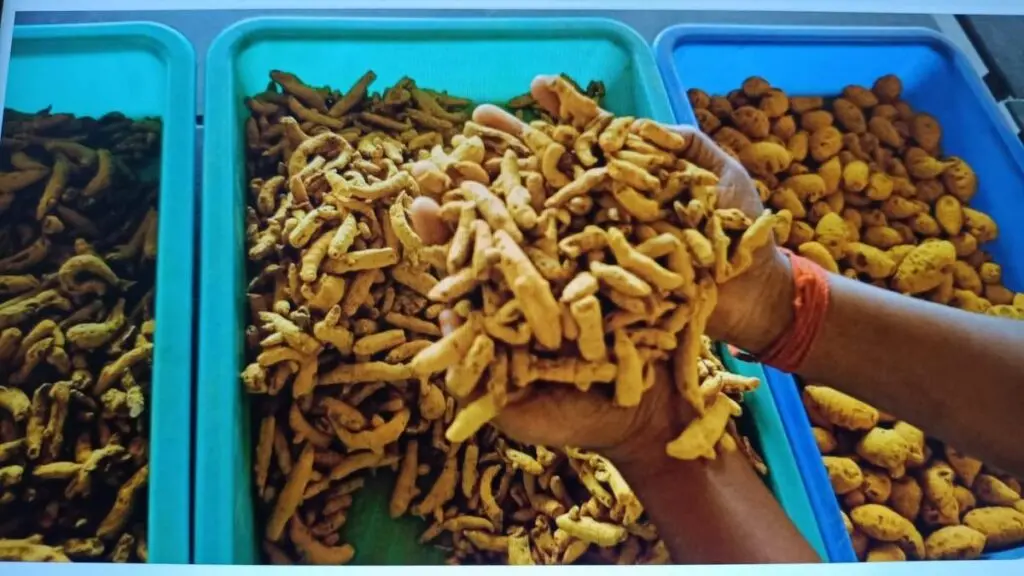 Turmeric prices near Rs 19,000 a quintal in Erode as arrivals fall