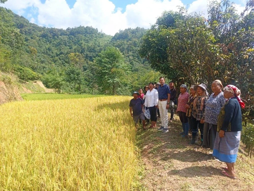 Seven new rice varieties show 35 to 45% higher yield in Nagaland