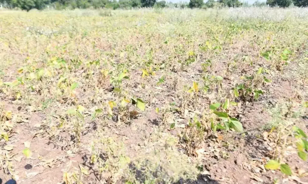Central team inspects drought-hit crops in Maharashtra village