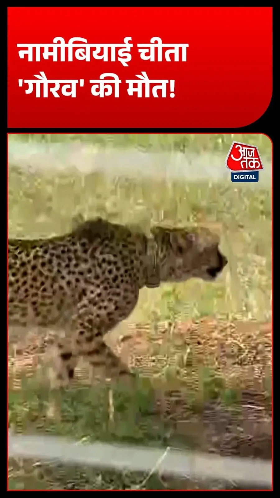 Kuno cheetah KNG22 shot dead, STF to probe