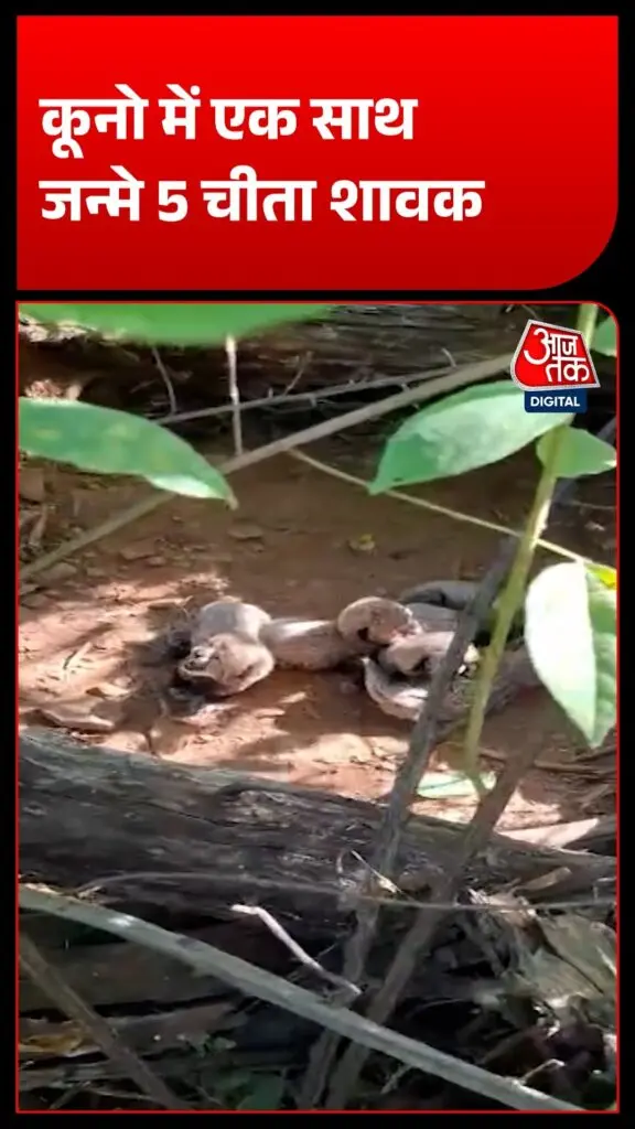 Madhav Tiger Reserve gets two cubs, Ranthambore sees four