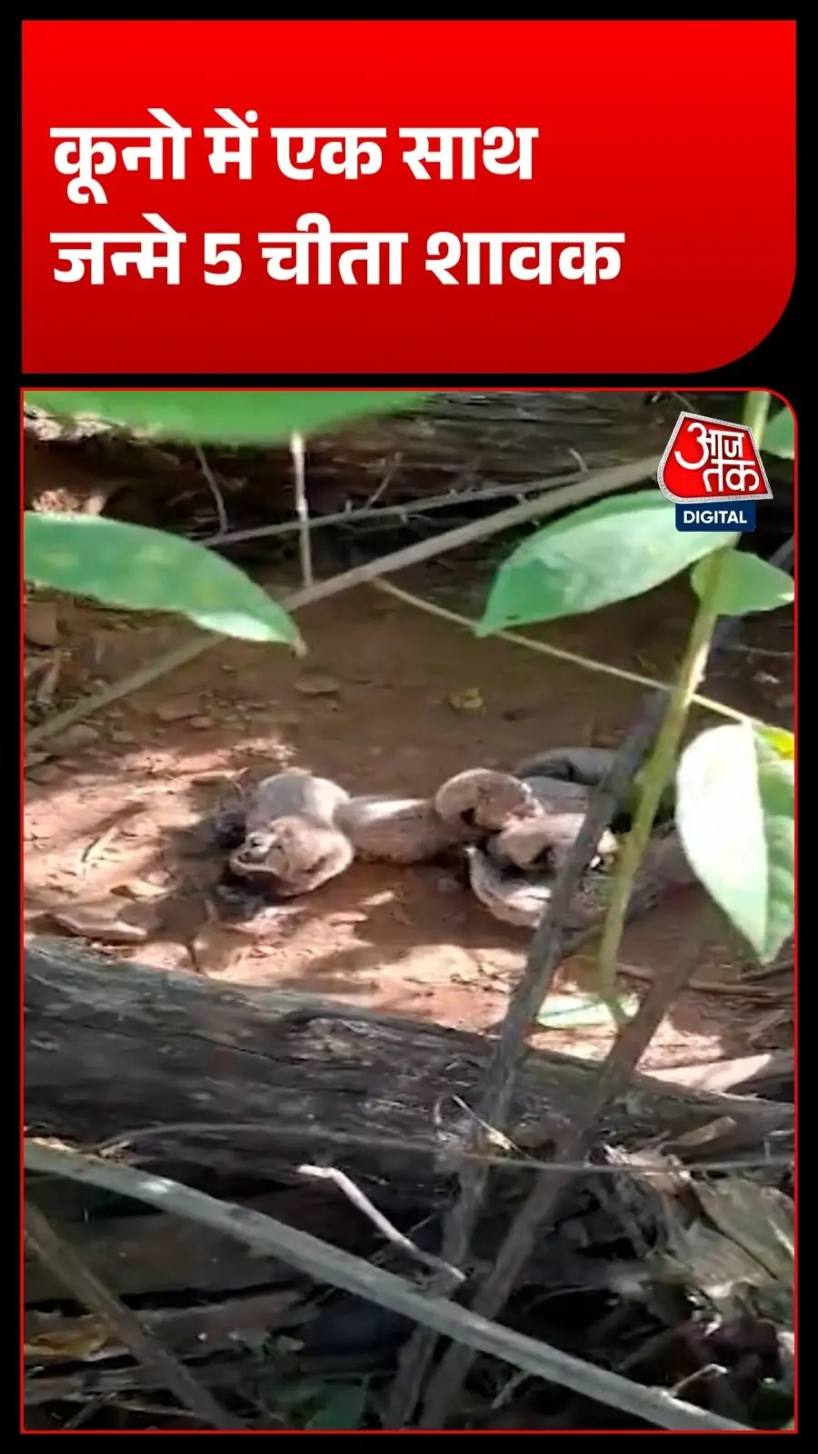 Madhav Tiger Reserve gets two cubs, Ranthambore sees four